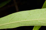 Slimleaf pawpaw